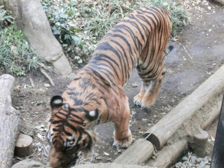 A tiger in Ueno Zoo.